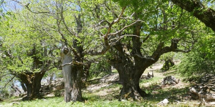 Ανακαλύψτε τον αναγεννημένο θησαυρό της Νότιας Εύβοιας
