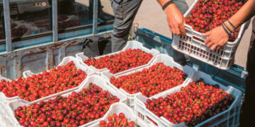 Small basket, expensive cherries +400% from the field to the shelf – Why prices are rising