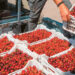 Small basket, expensive cherries +400% from the field to the shelf – Why prices are rising