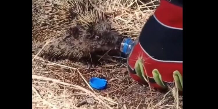 Κιλκίς: Η συγκινητική στιγμή που πυροσβέστης δίνει νερό σε σκαντζόχοιρο έπειτα από φωτιά