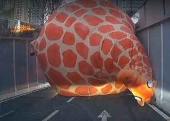 «Φουσκωτή» καμηλοπάρδαλη… κόβει βόλτες σε αυτοκινητόδρομο