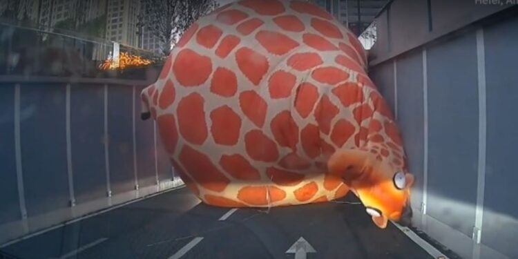 «Φουσκωτή» καμηλοπάρδαλη… κόβει βόλτες σε αυτοκινητόδρομο