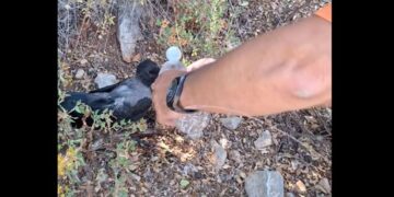 Χίος: Κάτοικος δίνει νερό σε κουρούνα που σώθηκε από τη φωτιά