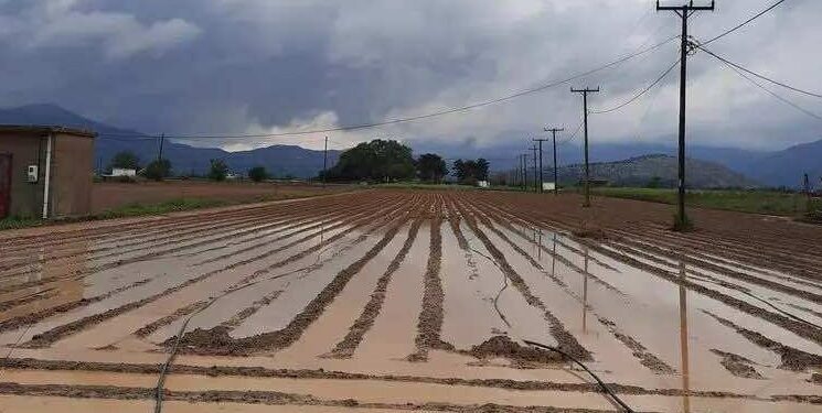 Κρήτη: Η έντονη νεροποντή «έπνιξε» τις καλλιέργειες στο Λασίθι – Σε εξέλιξη η αποτίμηση από τον ΕΛΓΑ