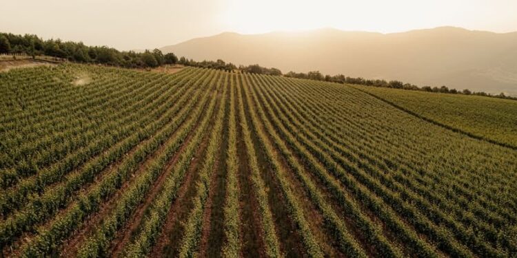 Η… μέθη του Χρηματιστηρίου, το free float και το κουμπί του… exit