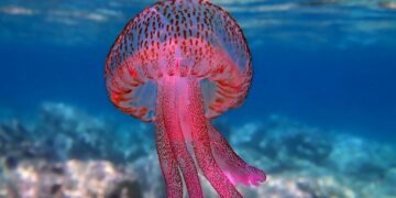 Έξαρση της μωβ μέδουσας στις ελληνικές θάλασσες