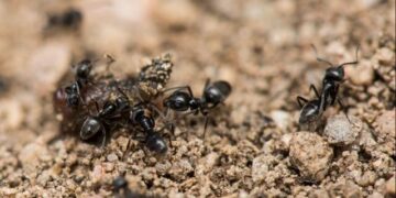 Μεσογειακό μυρμήγκι κατακτά την Ευρώπη καταστρέφοντας σημαντικές υποδομές καθώς εισβάλει σε κάθε χώρα