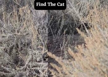 Μόνο αν έχεις παρατηρητικότητα ντετέκτιβ θα βρεις την γάτα σε 5 δευτερόλεπτα
