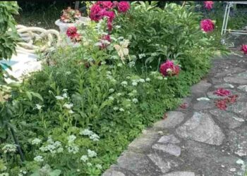 Μόνο το 2% των ανθρώπων θα βρει την γάτα σε 7 δευτερόλεπτα