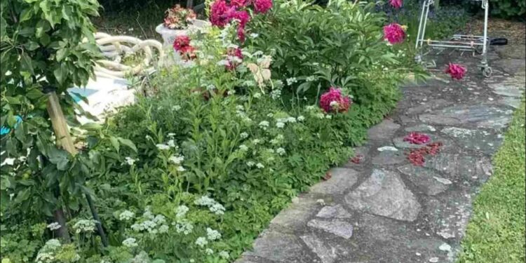 Μόνο το 2% των ανθρώπων θα βρει την γάτα σε 7 δευτερόλεπτα