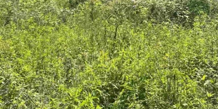 Μόνο αν έχεις παρατηρητικότητα ντετέκτιβ θα βρεις το ελάφι σε 10 δευτερόλεπτα