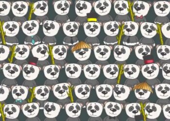 Μόνο αν έχετε αετίσια ματιά θα βρείτε την πολική αρκούδα σε 5 δευτερόλεπτα