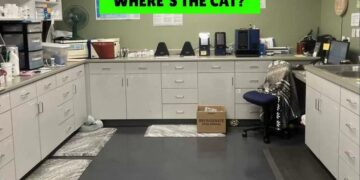 Μόνο οι πιο έξυπνοι άνθρωποι θα βρουν την γάτα σε 7 δευτερόλεπτα