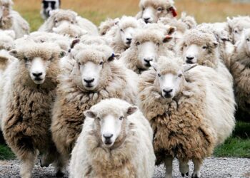 Κρήτη: H τεχνητή νοημοσύνη «δείχνει» πώς θα ήταν με τα 7.812.923 αιγοπρόβατα που δηλώθηκαν