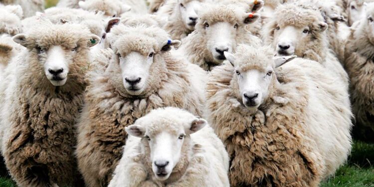Κρήτη: H τεχνητή νοημοσύνη «δείχνει» πώς θα ήταν με τα 7.812.923 αιγοπρόβατα που δηλώθηκαν