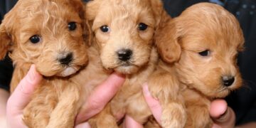 Σοκ στην Βοιωτία: Δηλητηρίασαν αδέσποτα ζώα