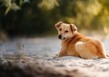 Απάντηση του Zero Stray Pawject σε ανακριβείς και συκοφαντικές δηλώσεις για τη δράση του στην Κρήτη: «Είμαστε μέρος της λύσης»