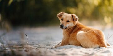 Απάντηση του Zero Stray Pawject σε ανακριβείς και συκοφαντικές δηλώσεις για τη δράση του στην Κρήτη: «Είμαστε μέρος της λύσης»