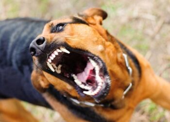 Εύβοια: Επίθεση σκύλου σε 13χρονο