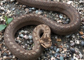 Οικογένεια βρήκε φίδι μέσα στο κλουβί που είχε το καναρίνι