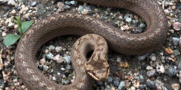 Οικογένεια βρήκε φίδι μέσα στο κλουβί που είχε το καναρίνι