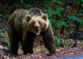 Bear attack seen on video, says rescuers’ chief – They found footprints and broken branches at the scene