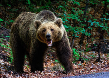 Bear attack seen on video, says rescuers’ chief – They found footprints and broken branches at the scene