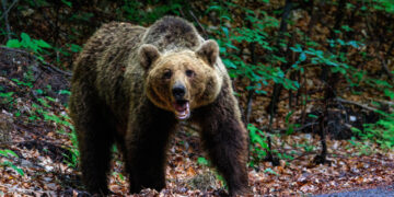 Bear attack seen on video, says rescuers’ chief – They found footprints and broken branches at the scene