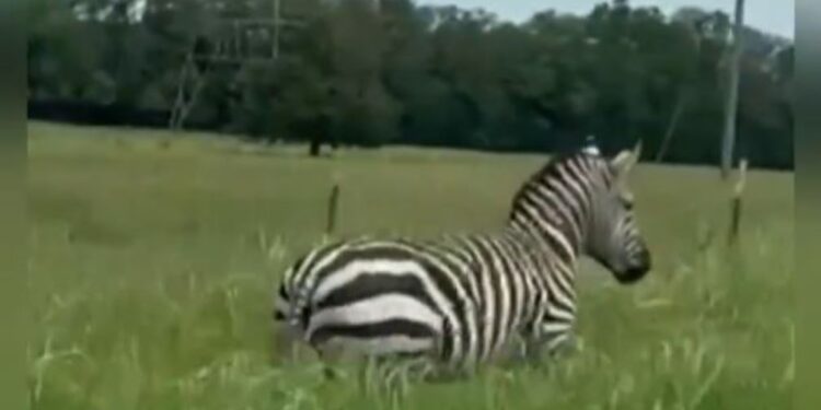 Ζέβρα «εισβάλλει» σε αυτοκινητόδρομο των ΗΠΑ και προκαλεί κυκλοφοριακό χάος