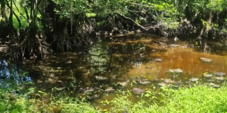 Μόνο 1 στους 10 ανθρώπους θα βρει τον αλιγάτορα σε 10 δευτερόλεπτα