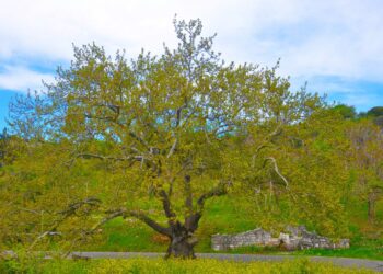 Ένταξη δυο μνημειακών δέντρων της Αρκαδίας στο Δίκτυο Αιωνόβιων Δέντρων Ελληνικής Επανάστασης