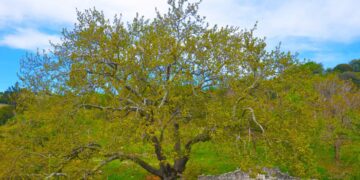 Ένταξη δυο μνημειακών δέντρων της Αρκαδίας στο Δίκτυο Αιωνόβιων Δέντρων Ελληνικής Επανάστασης