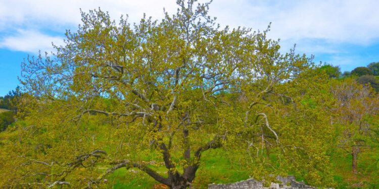 Ένταξη δυο μνημειακών δέντρων της Αρκαδίας στο Δίκτυο Αιωνόβιων Δέντρων Ελληνικής Επανάστασης