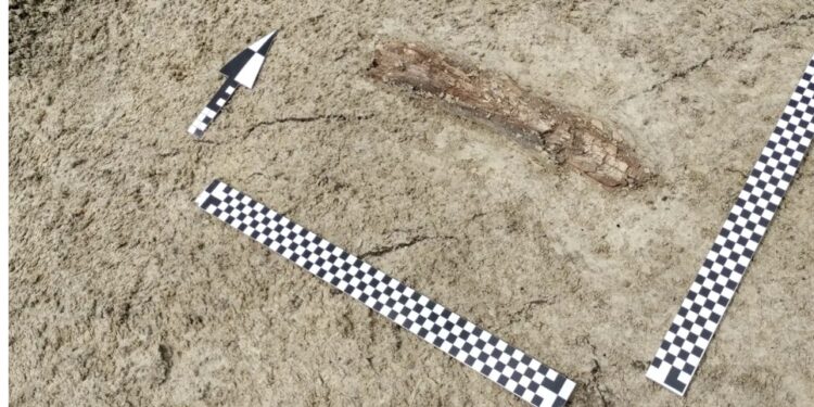 Εργάτες που κατασκεύαζαν αυτοκινητόδρομο ανακάλυψαν οστά μαμούθ